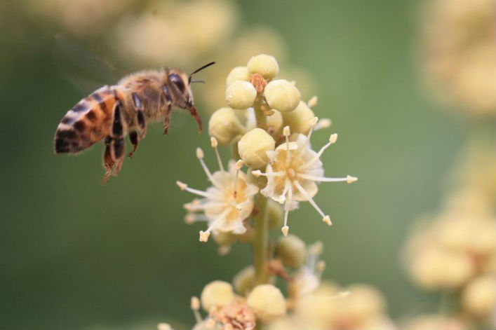 mật ong hoa nhãn